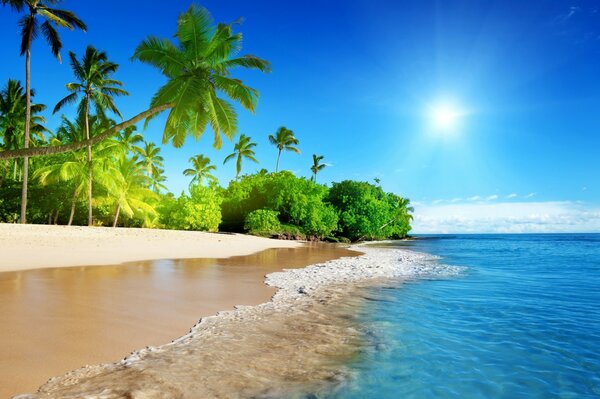 Spiaggia di mare soleggiata con palme