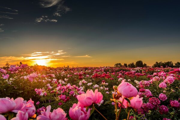 A field of peonies on a sunset background