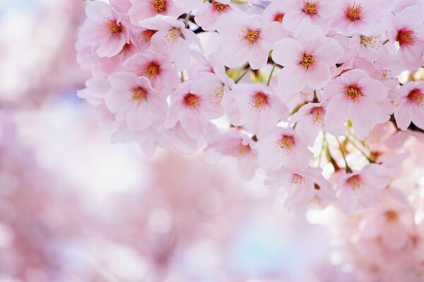 Kwitnące wiosenne kwiaty wiśni