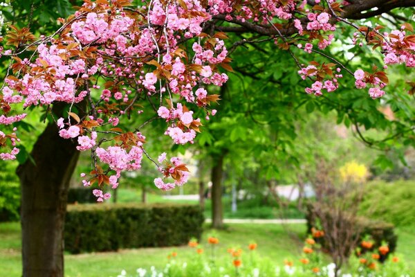 Fiori di ciliegio in primavera in giardino