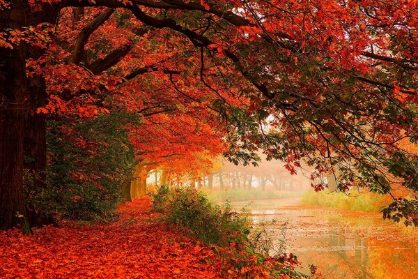 Foresta autunnale tra gli alberi Scarlatti sul fiume