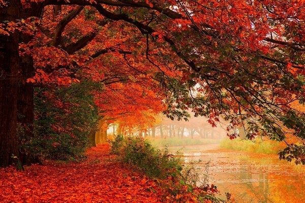 Осенний лес в алых деревьях на реке