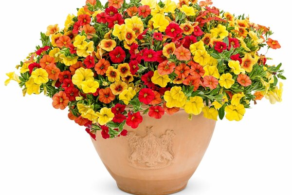 Colorful bright petunias on a white background in pots