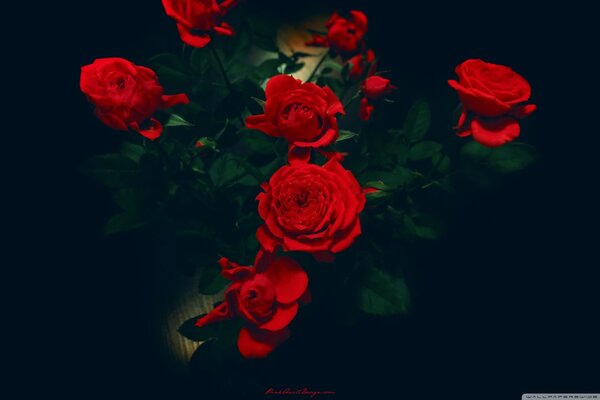 Scarlet roses on a black background