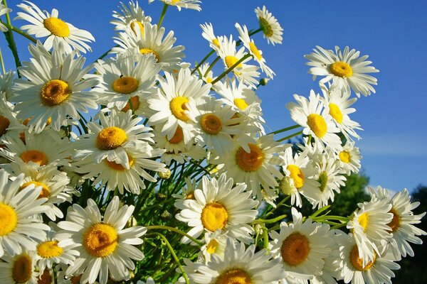 Soleil, ciel et marguerites des champs