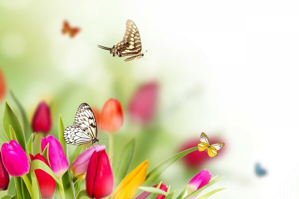 Mariposas en los brotes de tulipán