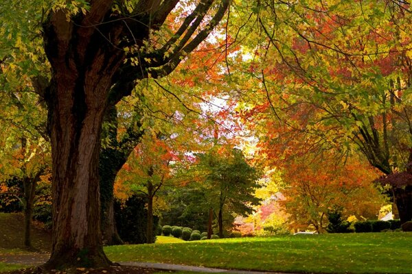 Осенний пейзаж деревьев в парке