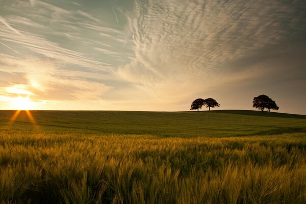 Das schöne Feld ist mit abendlichem Sonnenlicht überflutet