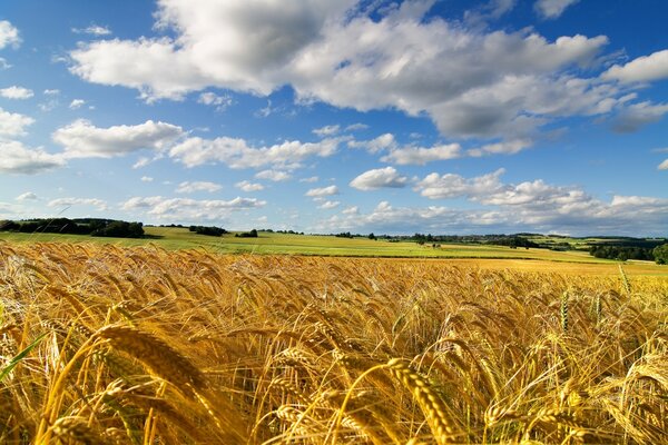 Field of golden ears of wheat