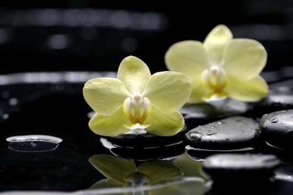 Reflexión de la phalaenopsis en el agua