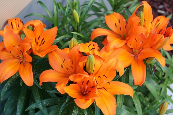 Delicate lilies bouquet of flowers