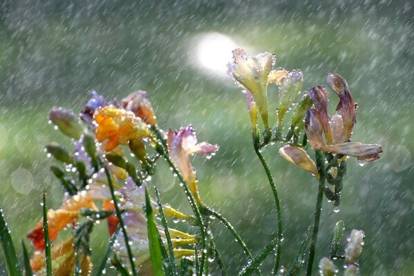 La lluvia cae sobre las flores