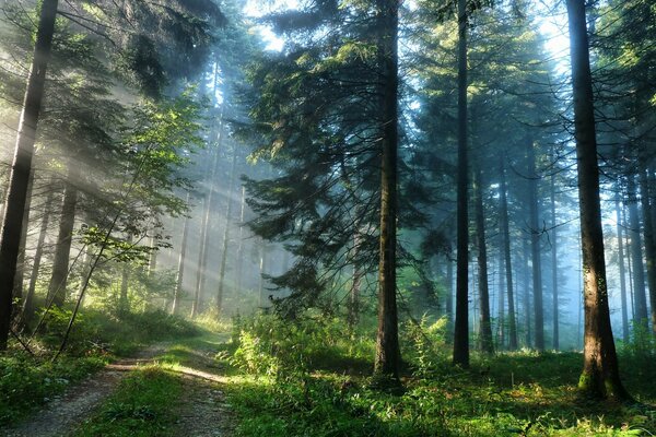 The road to the mysterious forest