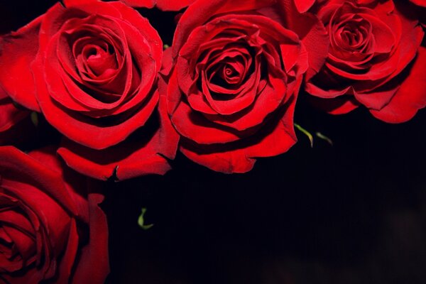 Rose rosse su sfondo nero