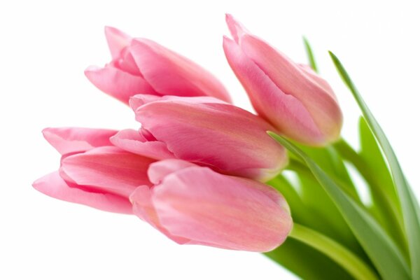 Pink tulips on a white background