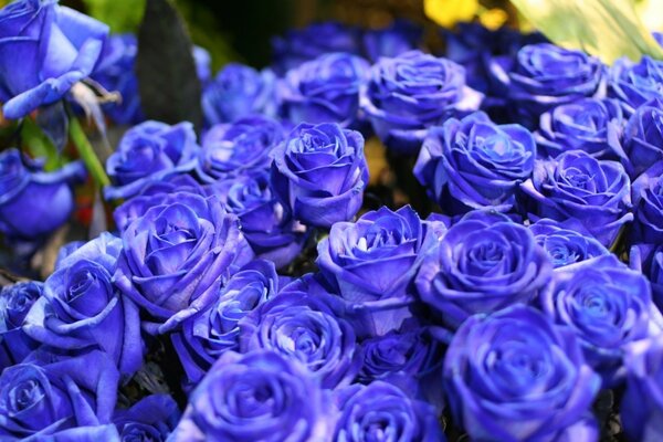 Blue roses bloom in bouquets