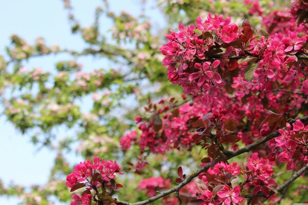 Fioritura dell albero con fiori rosa
