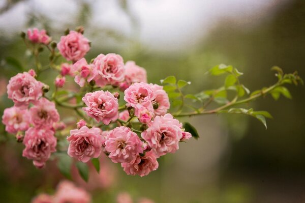 Las rosas Rosadas en una rama florecen