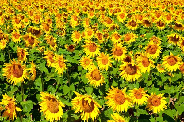 The sunflower field is flooded with sunlight