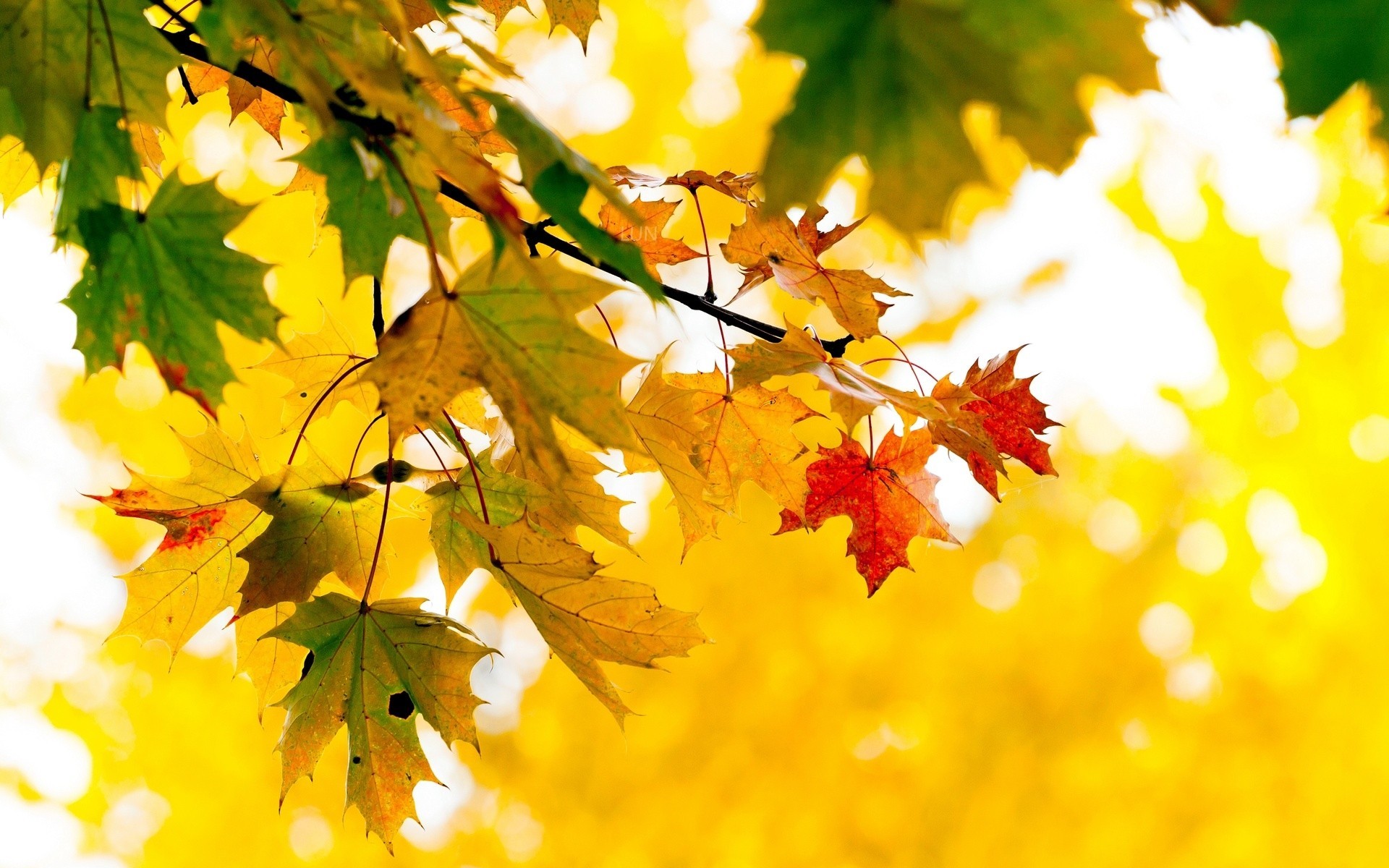 herbst blatt bäume