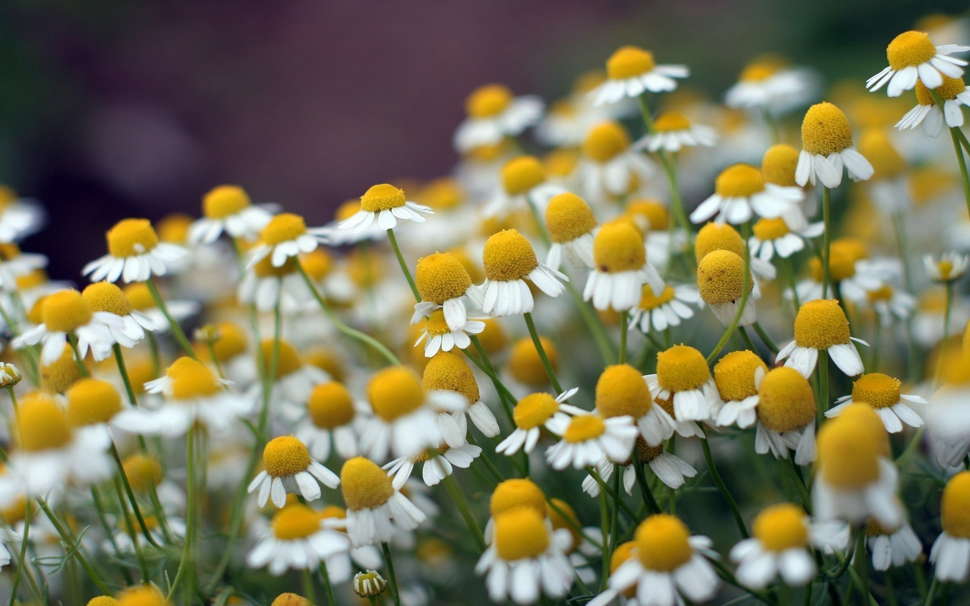 gros plan marguerites été fleurs