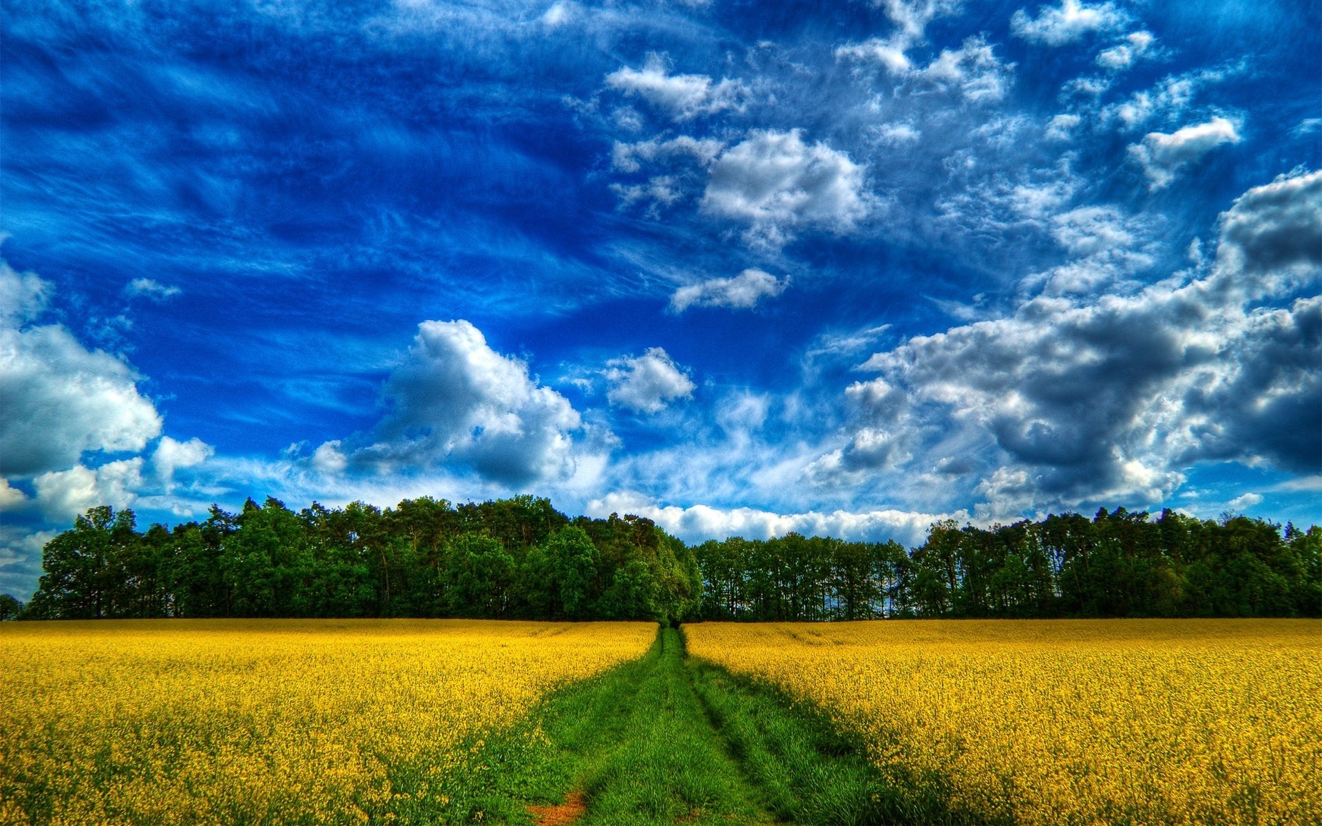 forêt été ciel route paysages champ