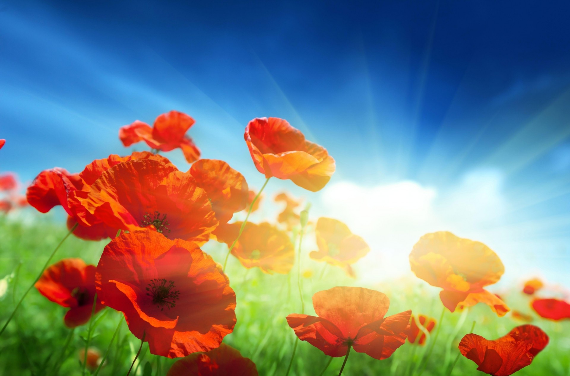 rays light solar sky poppies the field