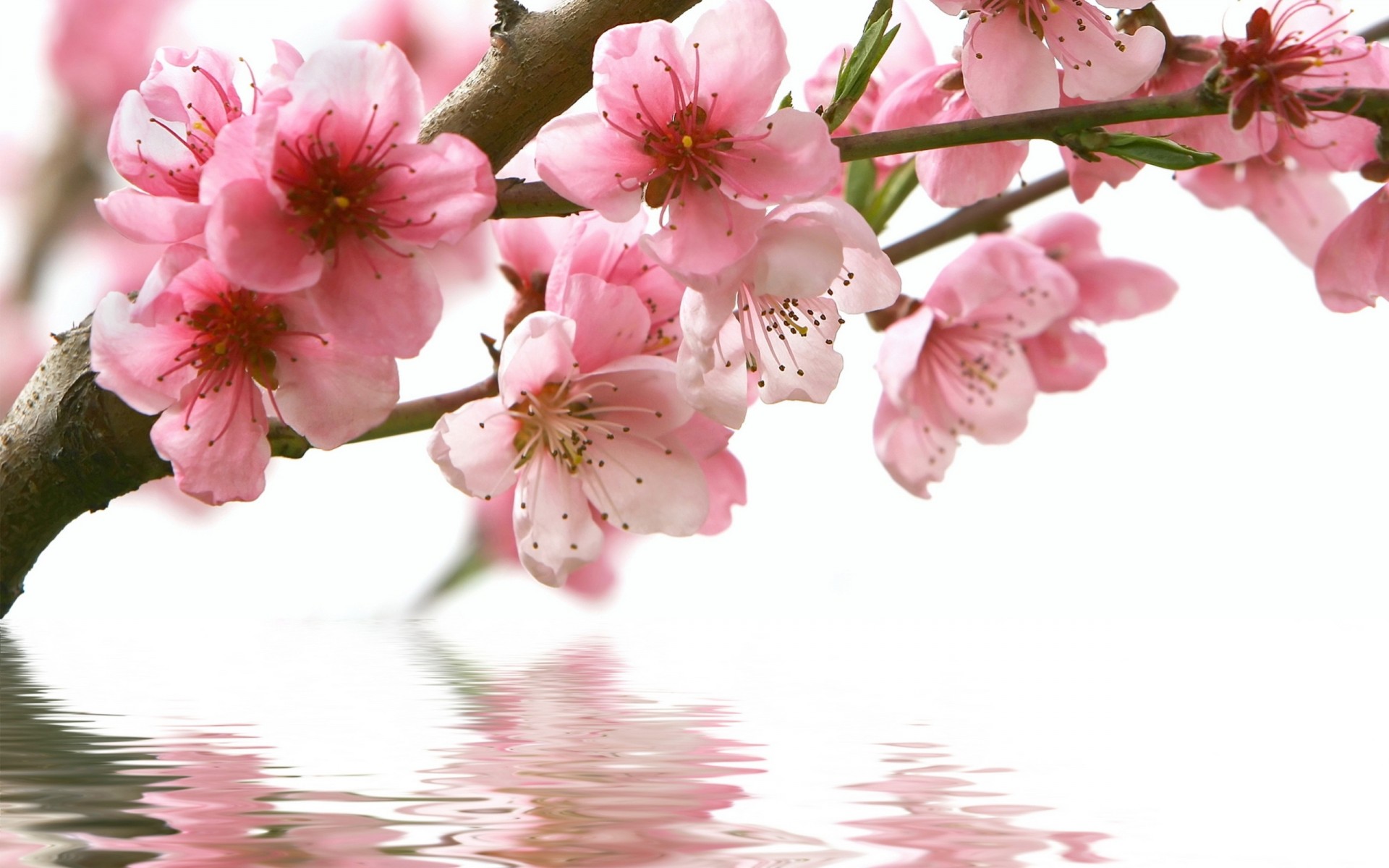 reflexión sakura flores agua rosa rama primavera