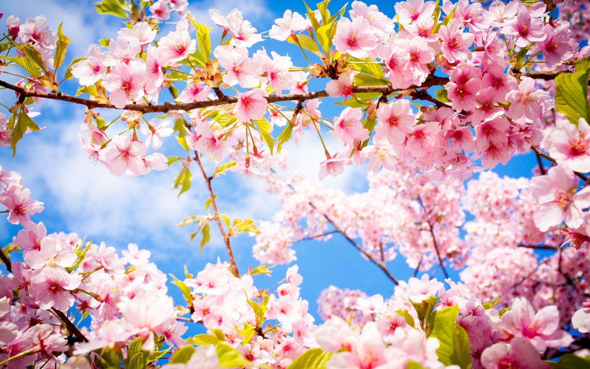 bloom branch spring sakura flower