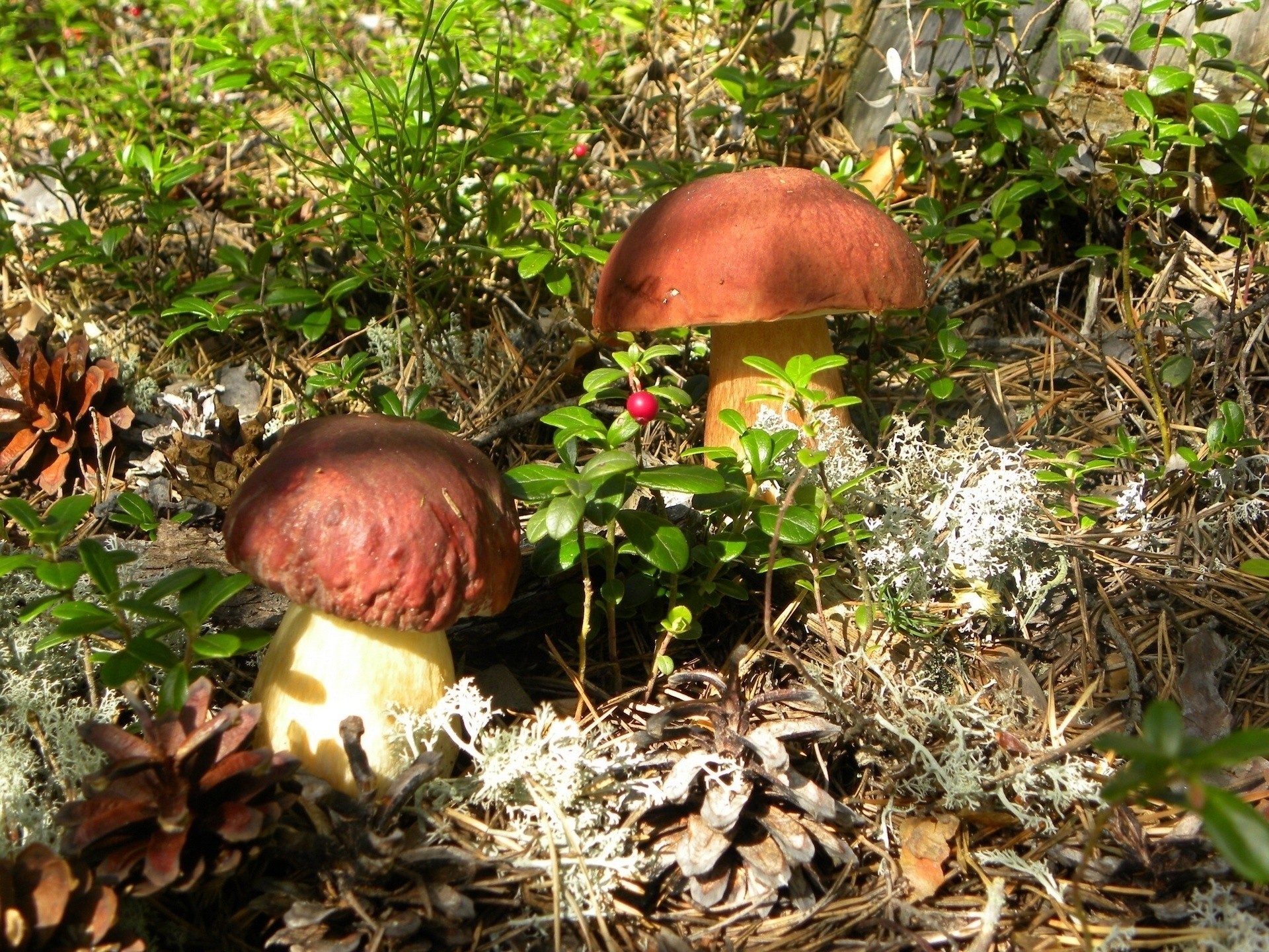 pilze preiselbeeren zapfen weißer pilz steinpilz