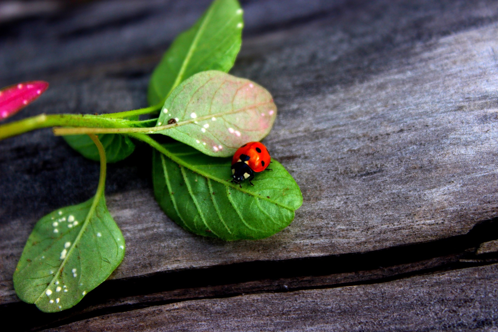 coccinella insetti