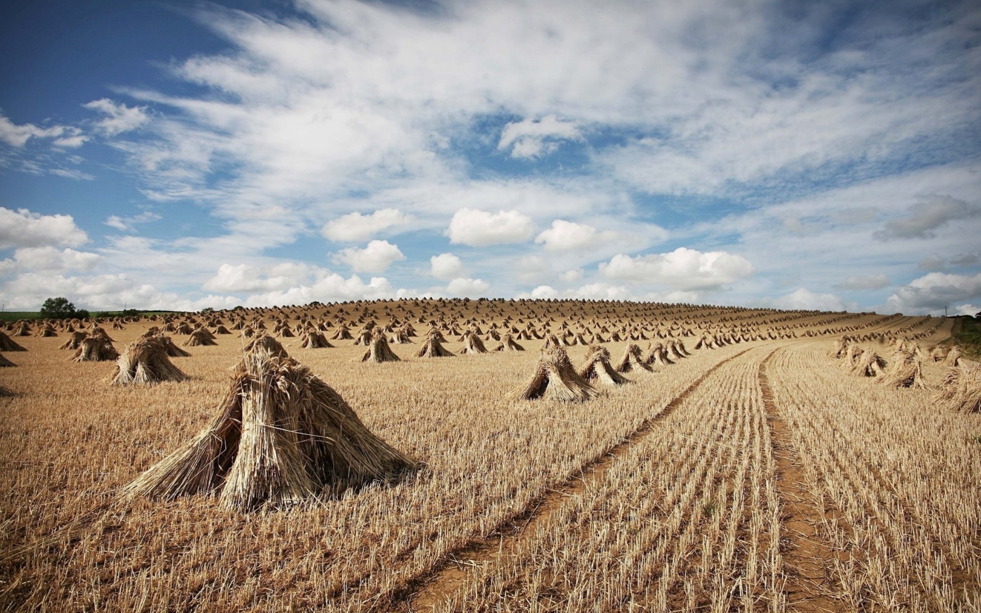 cosecha heno limpieza campo gavillas