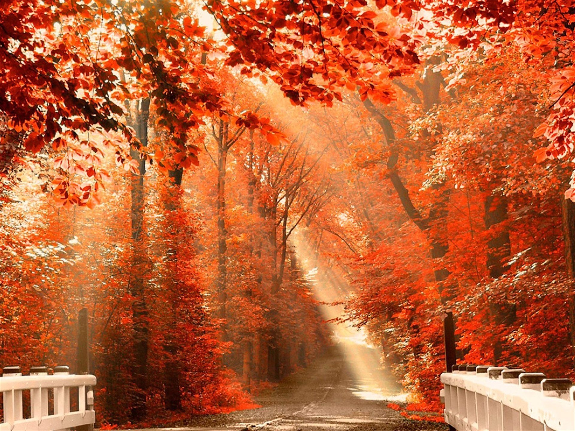 otoño puente camino parque