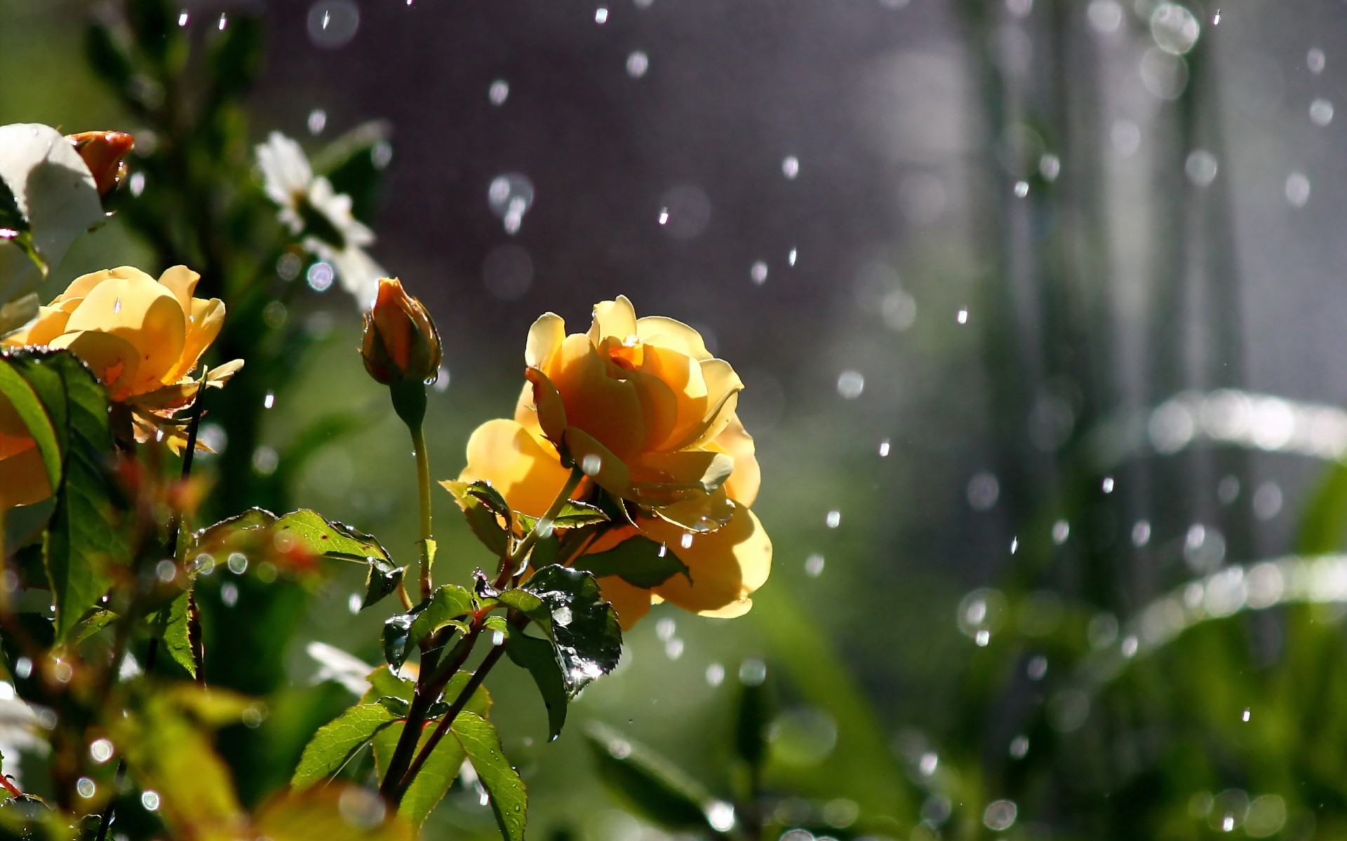 roses verdure nature bokeh fleurs gros plan