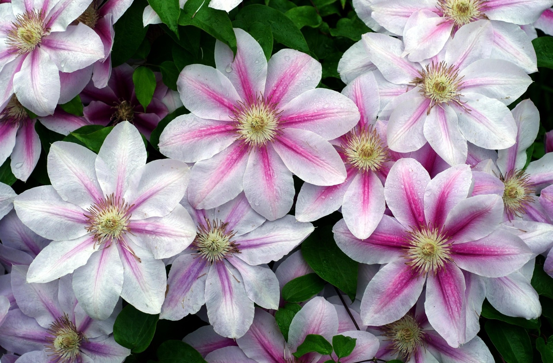 gouttes clématite fleurs verdure fraîcheur