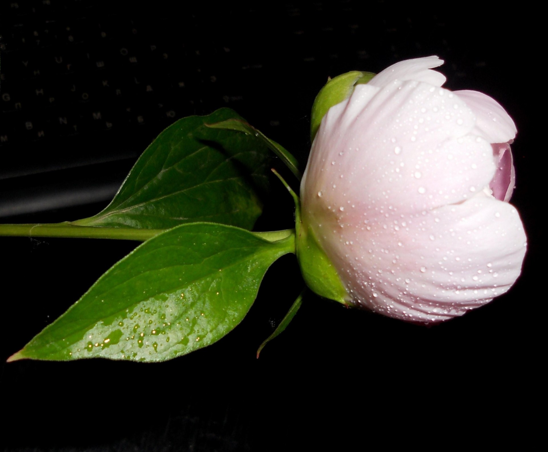 black background peony close up falls bud