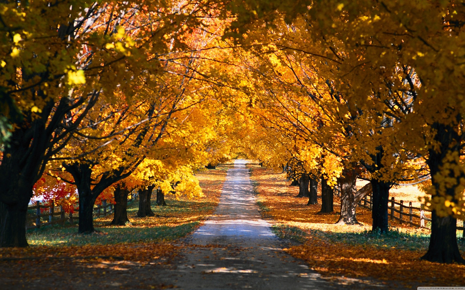 road tunnel autumn tree