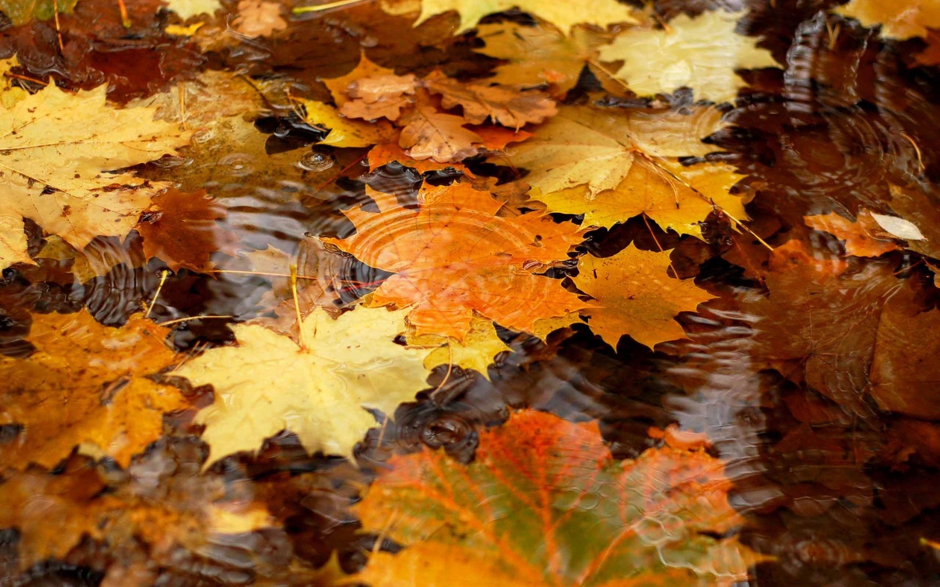 foglia autunno riflessione acqua