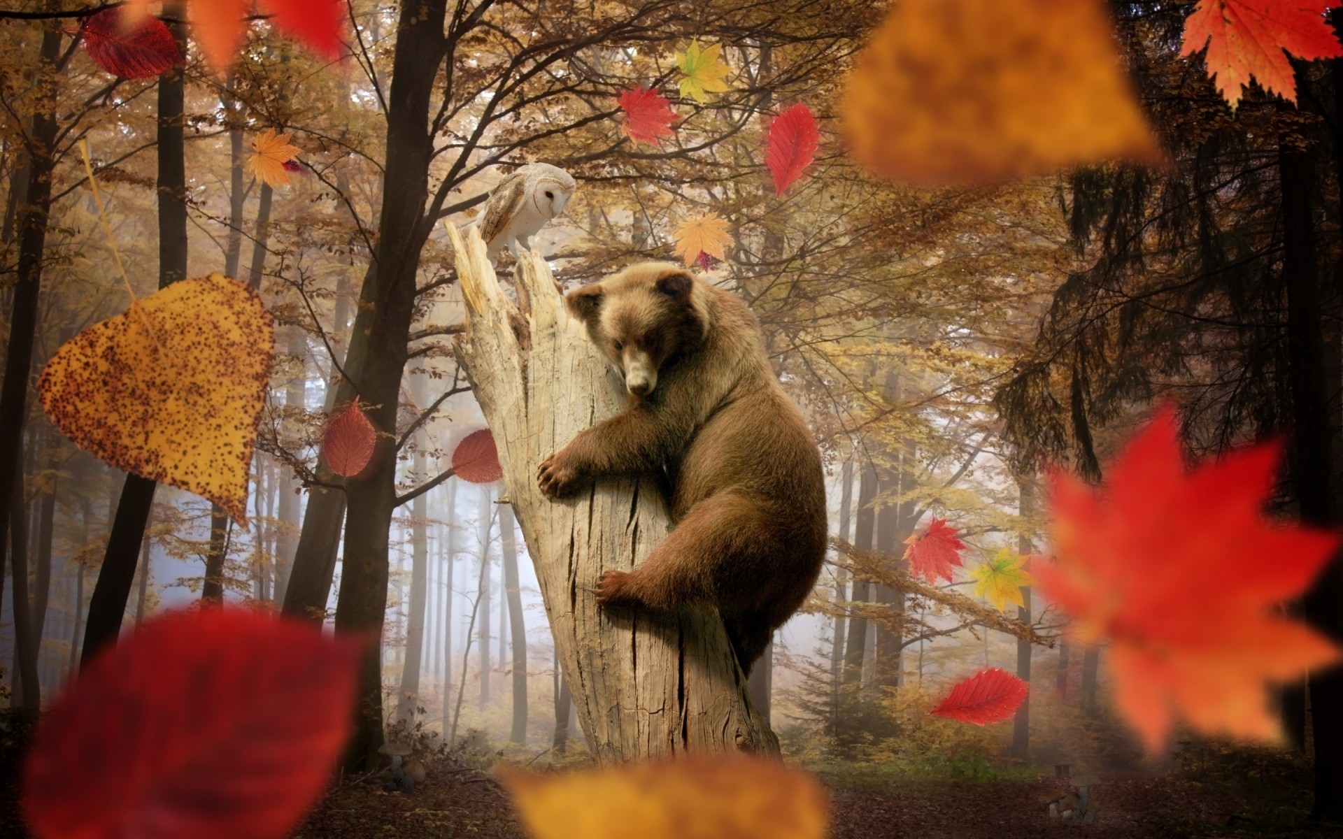 foglia orso foresta animali autunno creatività