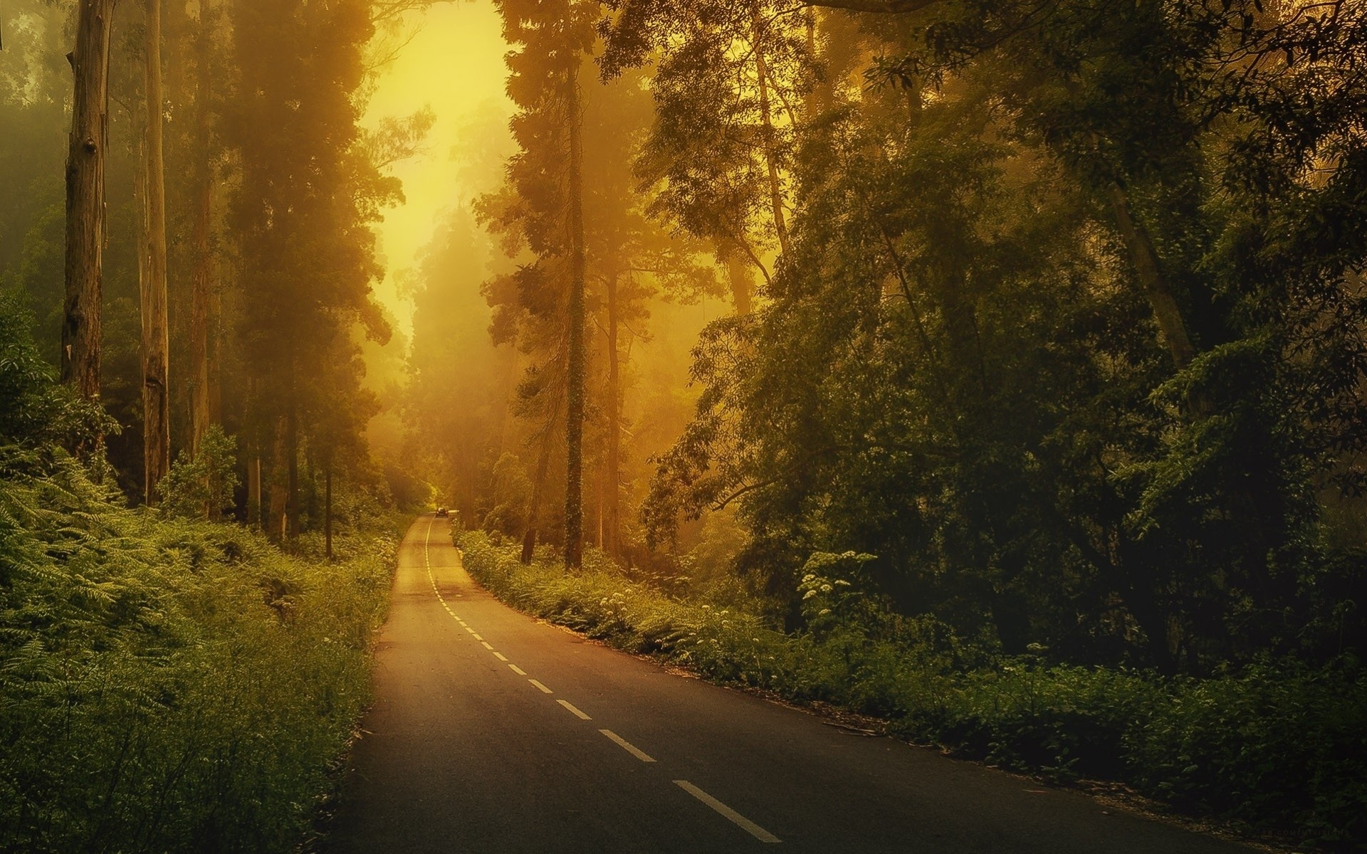 landschaft natur bäume nebel wald straße