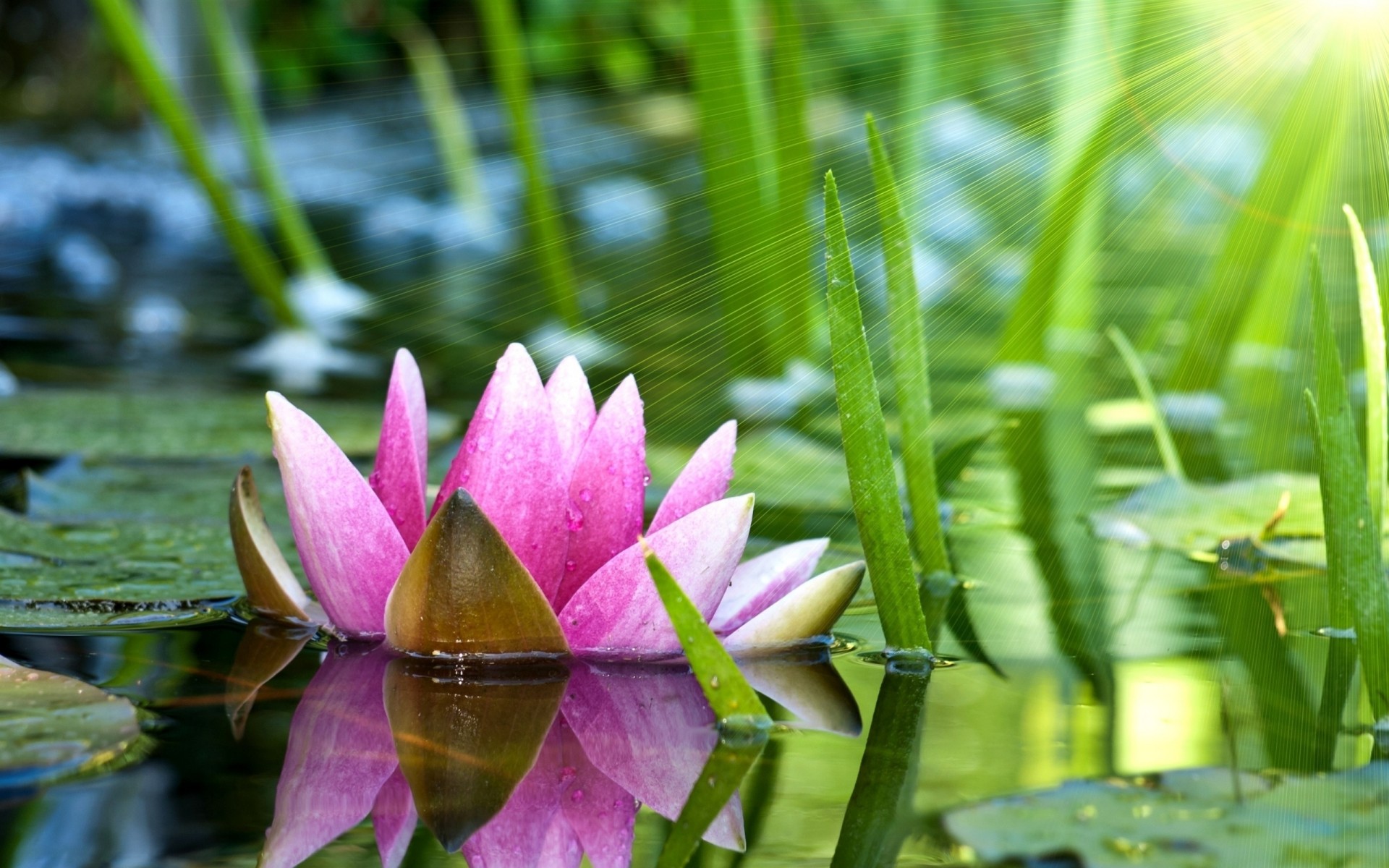 flower water waterlily pink lilie