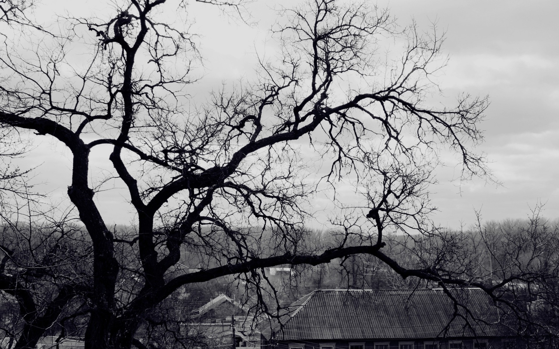 in bianco e nero albero tetto raccapricciante ramo