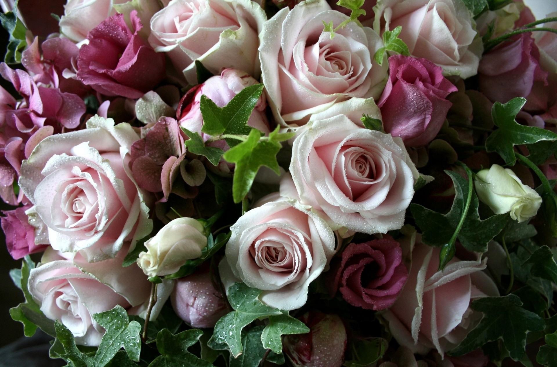 feuille gouttes roses fraîcheur bouquet fleurs