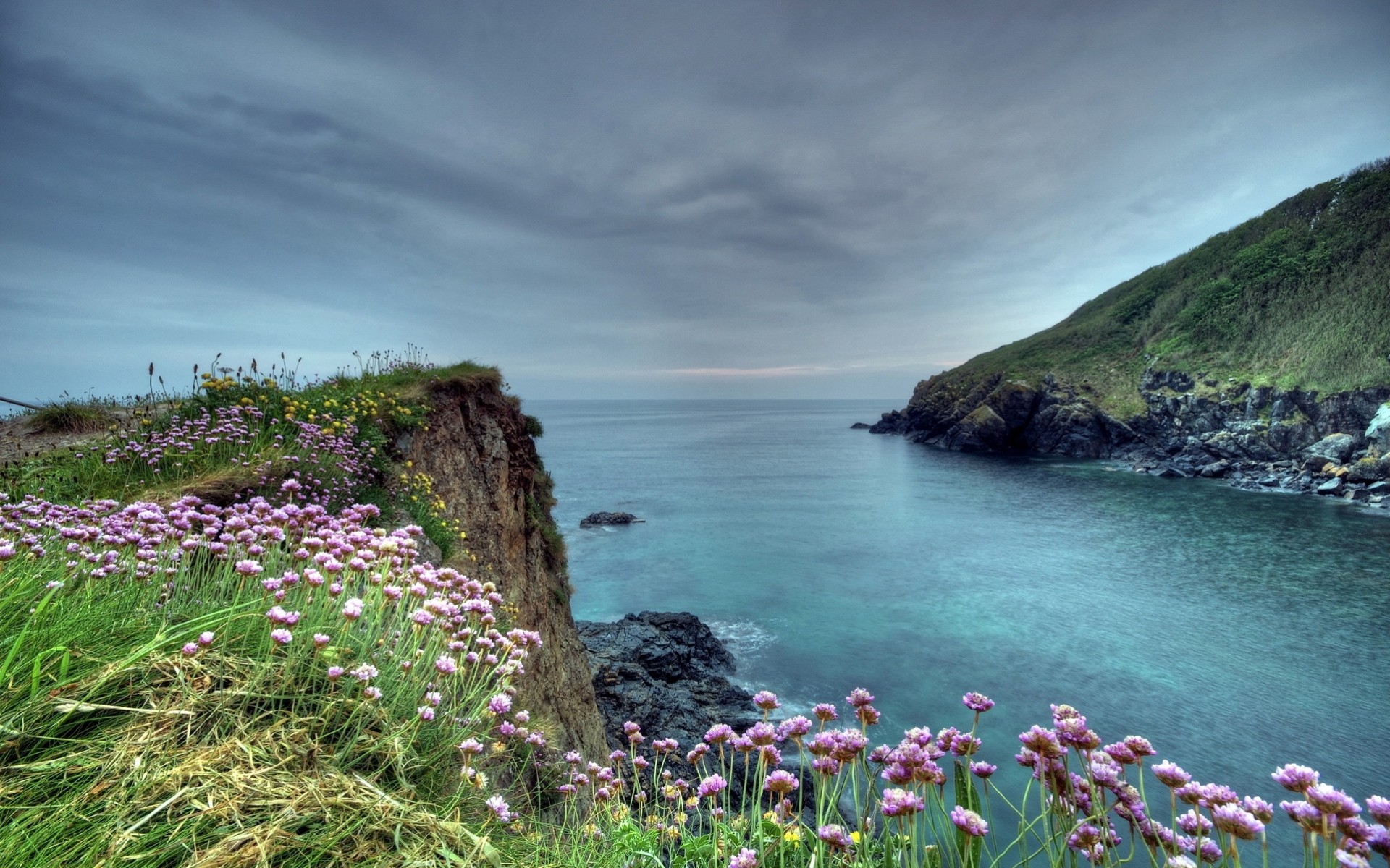 beach summer flower sea landscape horizon rock