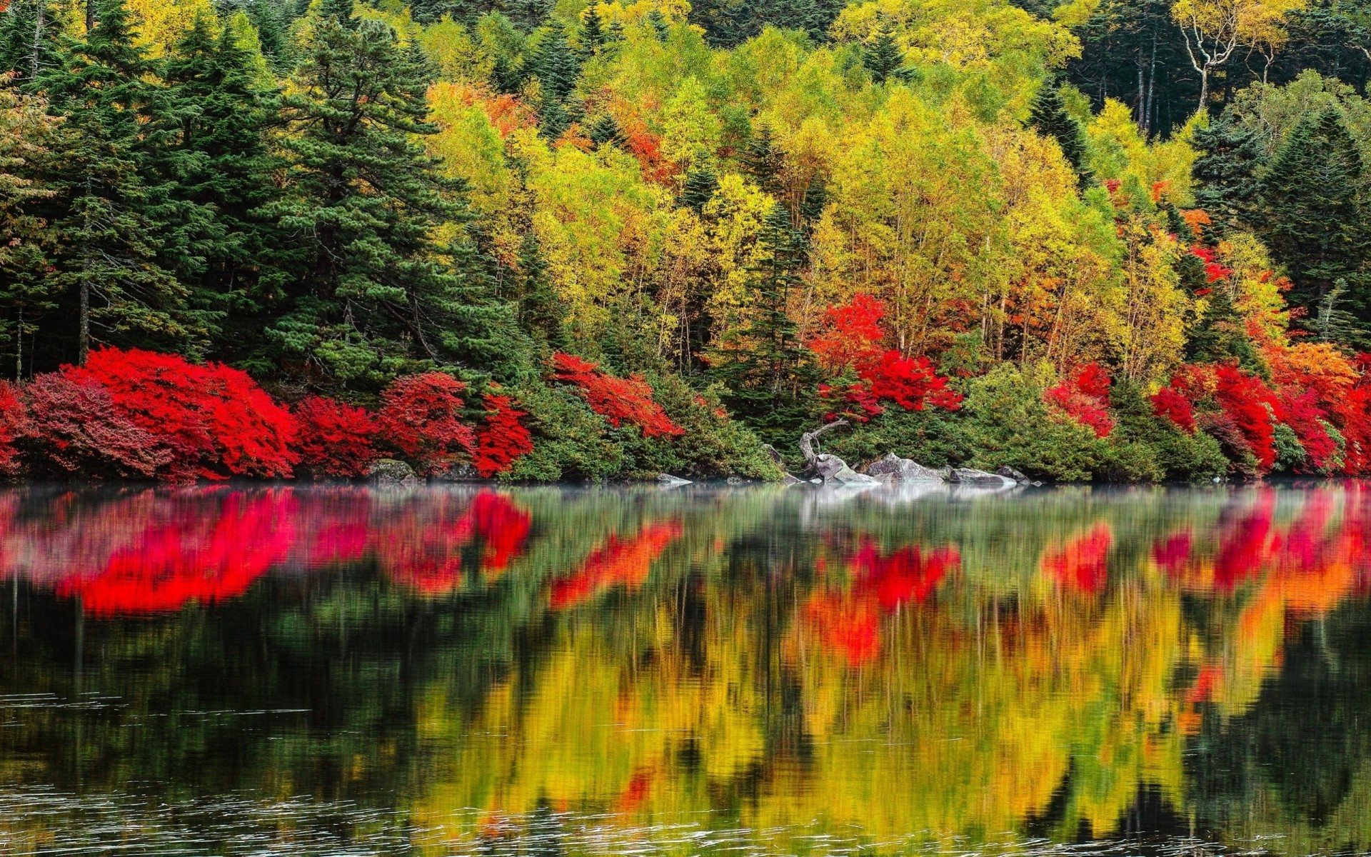 landscape nature lake tree forest autumn