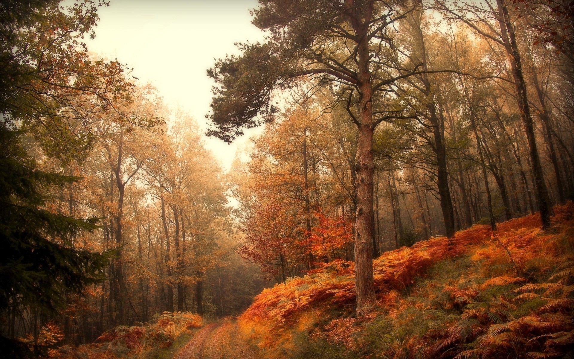 autumn road landscape forest tree