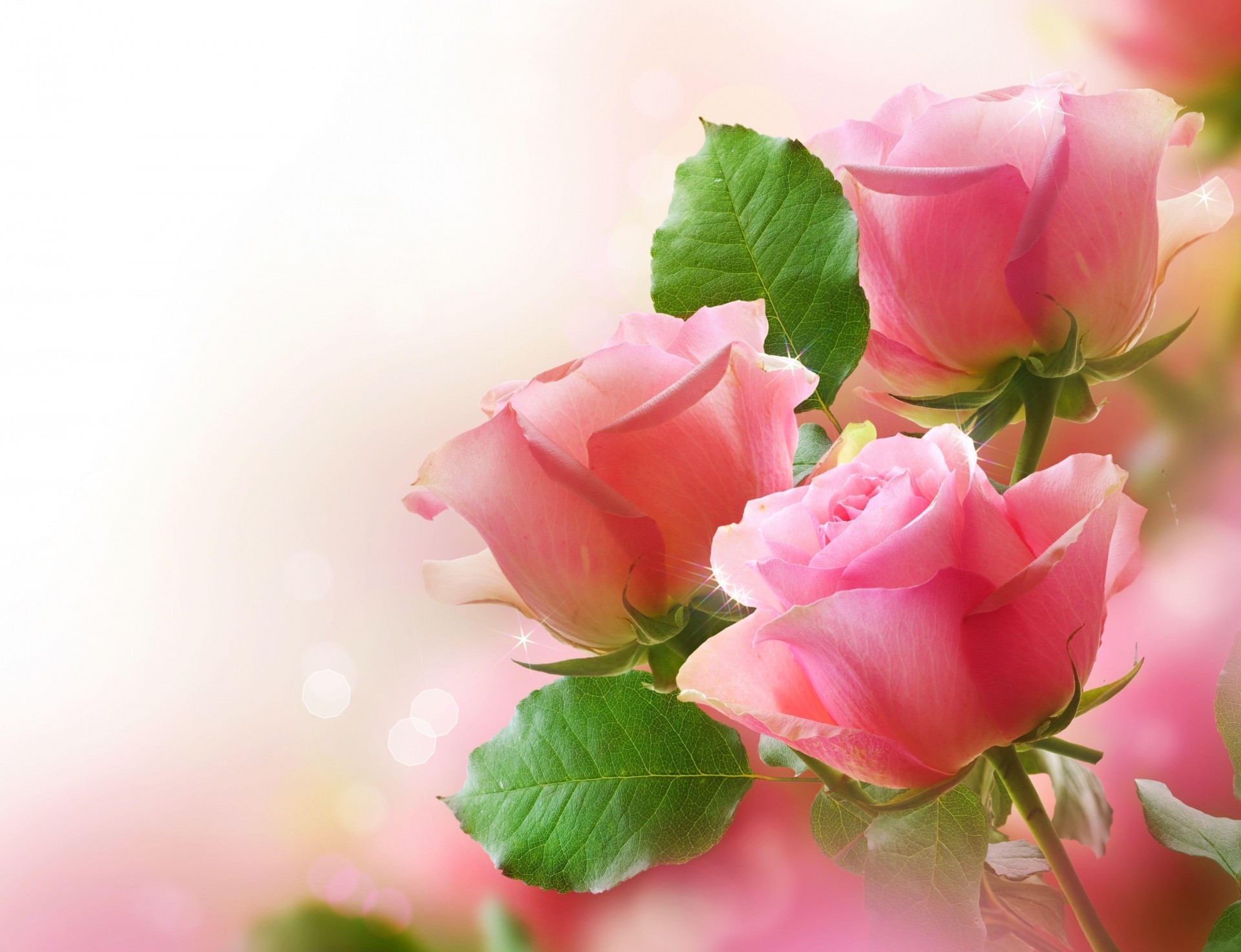 sfocatura boccioli fiori rose