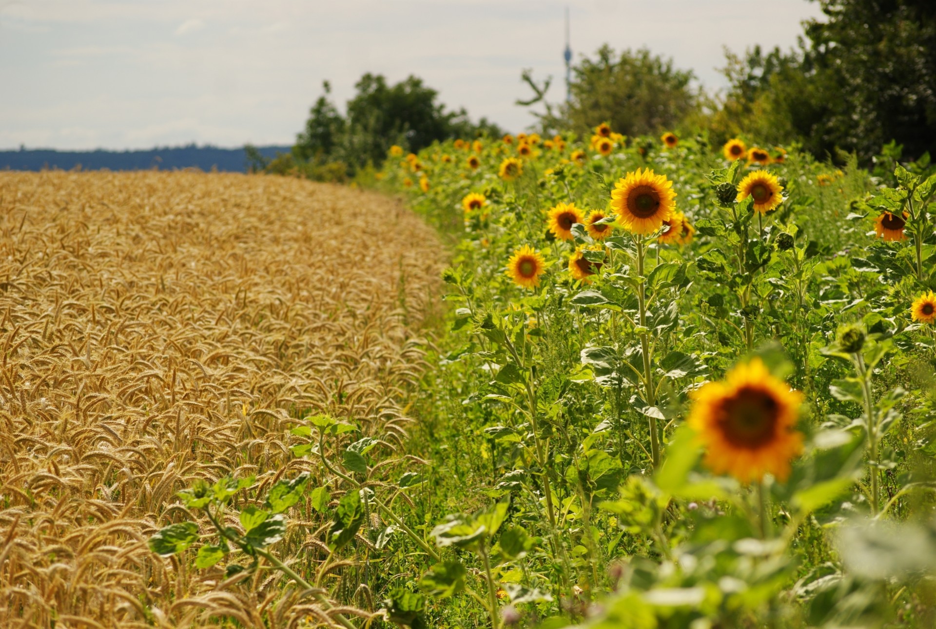 grenze sonnenblumen sommer toskana ähren