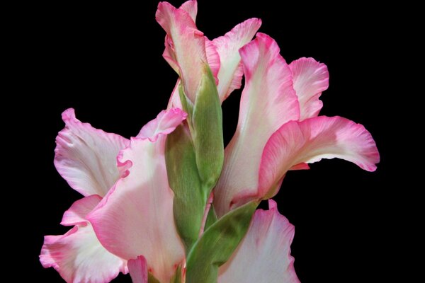 Gladioli rosa su sfondo nero