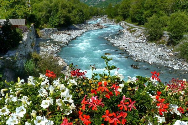 Parsemée de fleurs, la rive d une rivière de montagne qui traverse le village